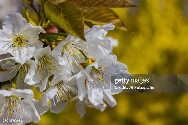 apple blossoms with yellow - fotografie ストックフォトと画像