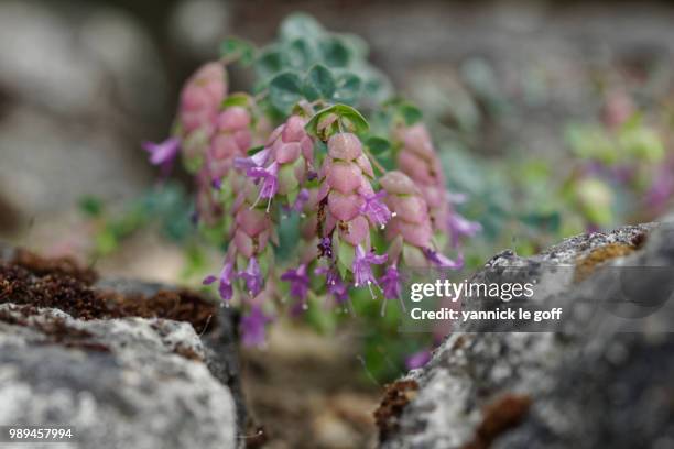 mini jardin - le jardin stock pictures, royalty-free photos & images