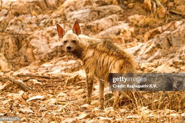 striped hyena - lobo da terra imagens e fotografias de stock