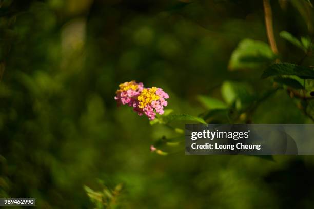 colourful lantana camara - lantana camara stock pictures, royalty-free photos & images