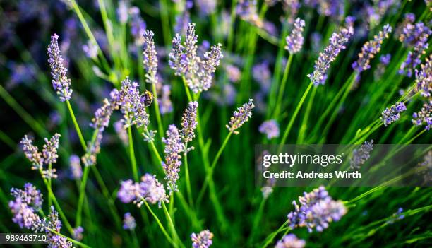 lavendel - lavendel - fotografias e filmes do acervo