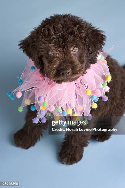 Italian Ruff's 80 Neck Ruff Dogs Stock Photos, High-Res Pictures, and Images - Getty ...