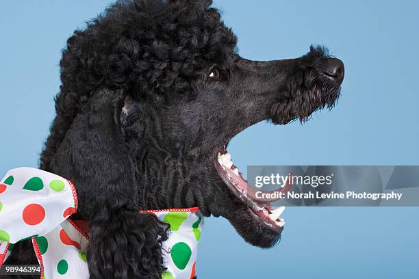 profile of black poodle yawning - ribbon in mouth stock pictures, royalty-free photos & images