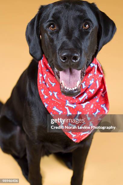black labrador retriever dog - black labrador 個照片及圖片檔