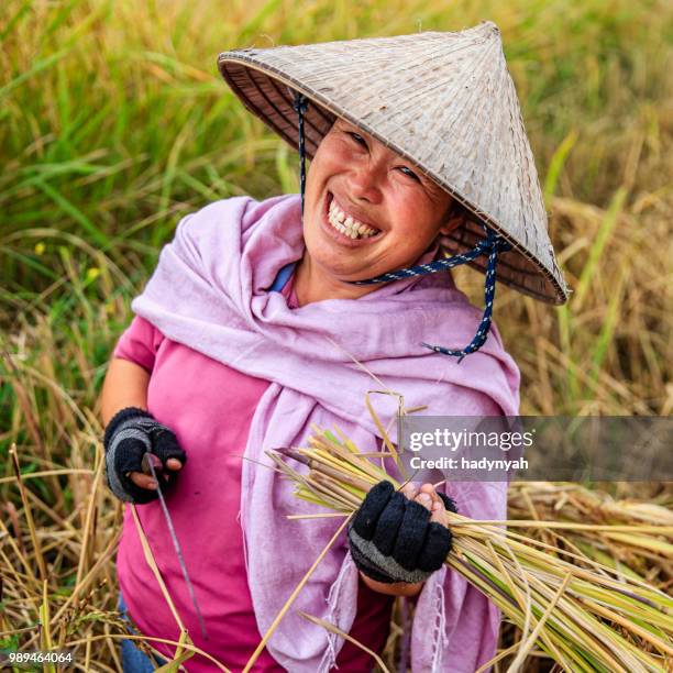 laotian woman harvesting rice in northern laos - laotian culture stock pictures, royalty-free photos & images