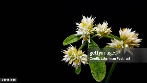 flora:: black & beauty.... - black beauty stockfoto's en -beelden