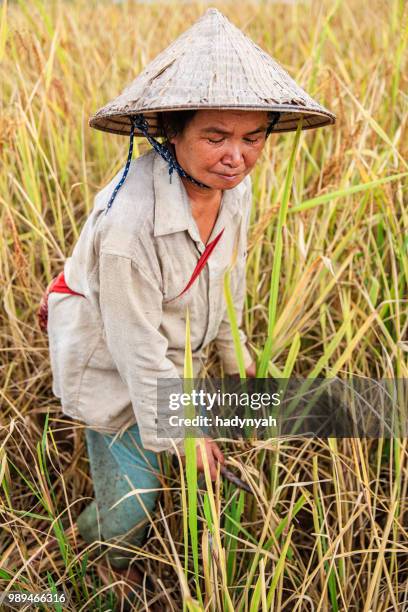 laotian woman harvesting rice in northern laos - laotian culture stock pictures, royalty-free photos & images