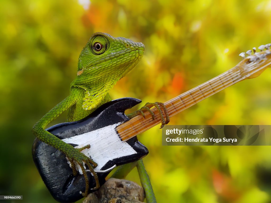 The guitarist