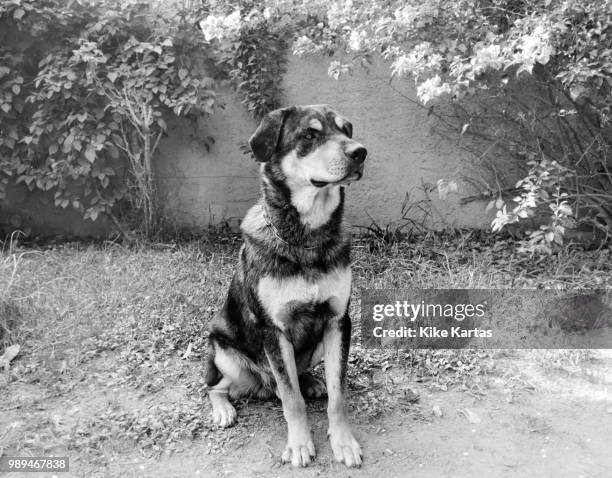 brutus b&w - brutus stock pictures, royalty-free photos & images