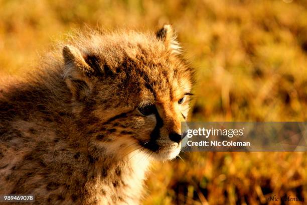 close- up of cheetah cub (acinonyx jubatus), eastern cape, south africa - eastern cape stockfoto's en -beelden
