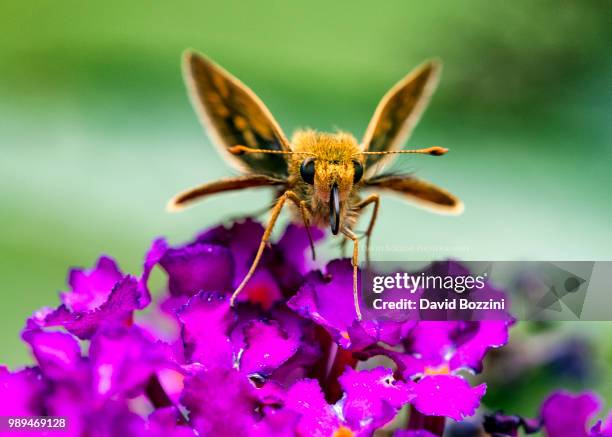 face and proboscis of the skipper butterfly - proboscis stock pictures, royalty-free photos & images