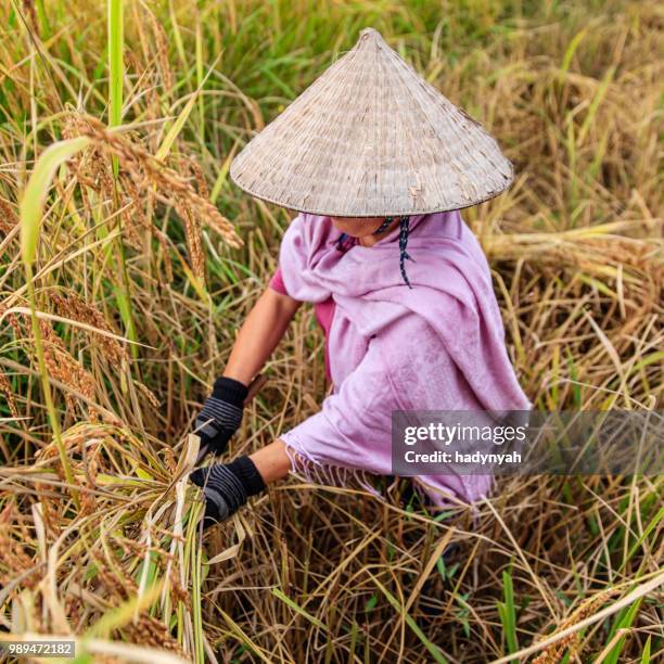 laotische frau ernte reis in nordlaos - laotian culture stock-fotos und bilder