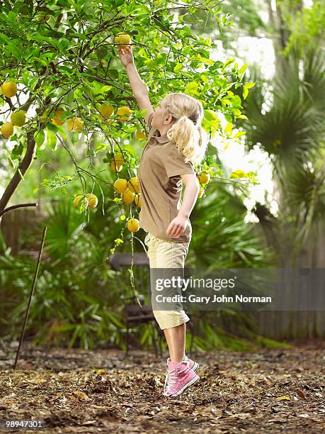 young girl picks lemons from tree - newfamily stock pictures, royalty-free photos & images