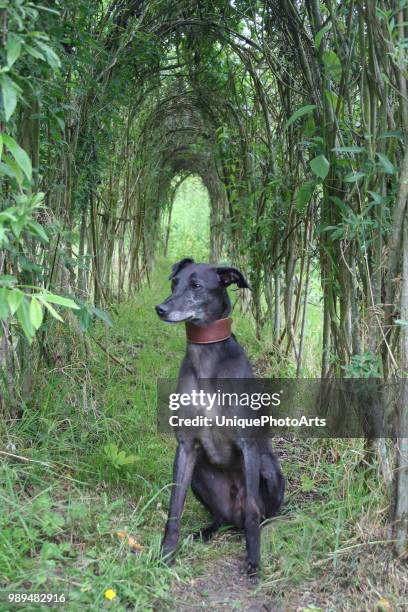 posing lurcher - lurcher stockfoto's en -beelden