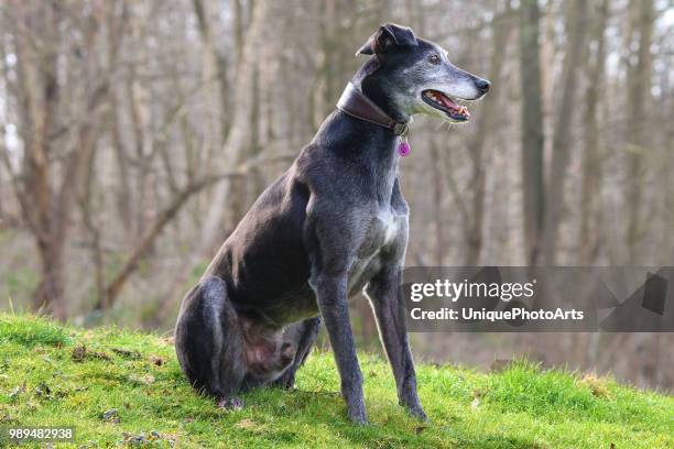 lurcher - lurcher fotografías e imágenes de stock