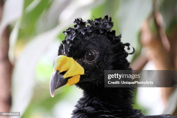 black bird yellow beak - black bird stock pictures, royalty-free photos & images