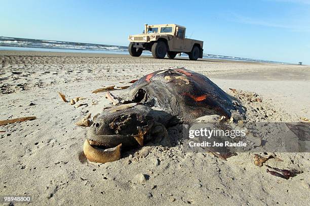 Dead turtle is seen on the beach as a Louisiana National Guard vehicle passes by on May 10, 2010 in Lafourche Parish, Louisiana. It is unknown how...