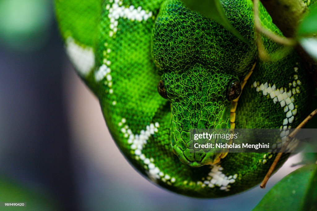 Emerald Python High-Res Stock Photo - Getty Images