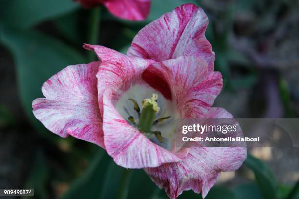 a pink tulip - antonella stock pictures, royalty-free photos & images