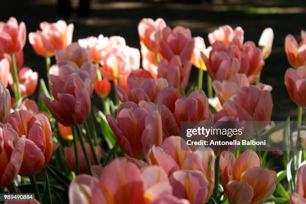 pink tulips - antonella stock pictures, royalty-free photos & images