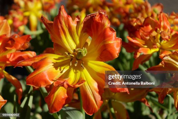 flowers - antonella stock pictures, royalty-free photos & images