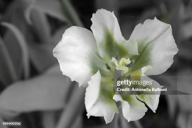 tulip - antonella stock pictures, royalty-free photos & images