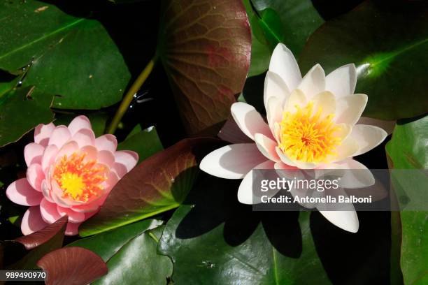 lotus flowers - antonella stock pictures, royalty-free photos & images