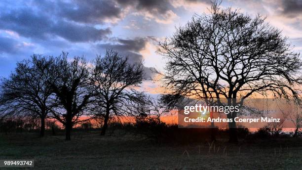 bäume, eichen im winter im sonnenuntergang - sonnenuntergang stockfoto's en -beelden