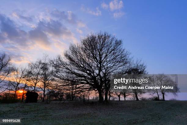 bäume, eichen im winter im sonnenuntergang - sonnenuntergang stockfoto's en -beelden