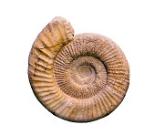 Fossil of Perisphinctes, an extinct genus of ammonite cephalopod from the Late Jurassic period.