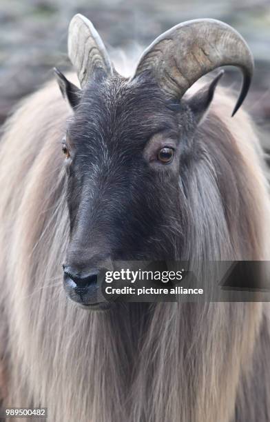 Himalayan tahr stands in his cage at the zoo in Berlin, Germany, 22 December 2017. Photo: Paul Zinken/dpa