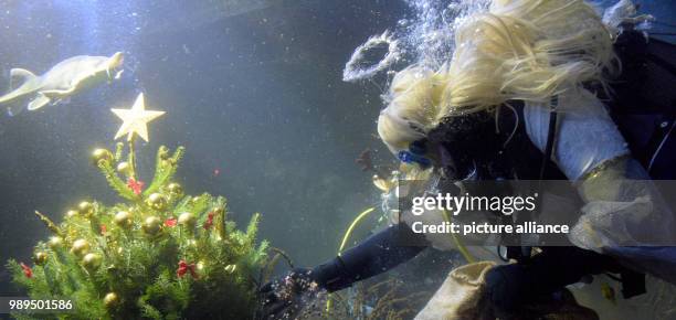 Diver dressed as a Christmas angel swimming in the Danube aquarium in Ulm, Germany, 22 December 2017. For Christmas the aquarium of the freshwater...