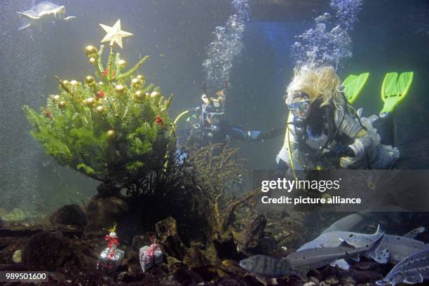 Divers dressed as Christmas angels and reindeers swimming in the Danube aquarium. For Christmas the aquarium of the freshwater fish is festively...