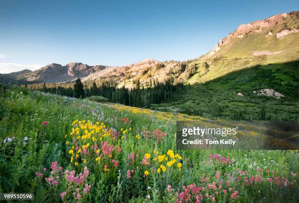park city,usa - wildflower stock pictures, royalty-free photos & images