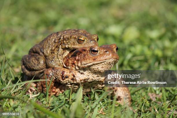 toads in the grass - insectivora stock pictures, royalty-free photos & images