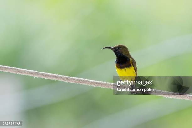 birds in thailand - arnoun stock pictures, royalty-free photos & images