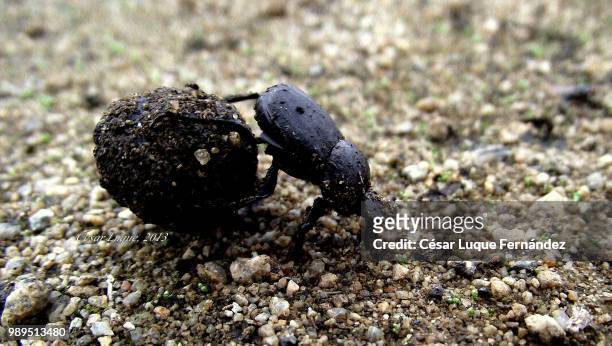 addo flightless dung beetle - dung beetle stock-fotos und bilder