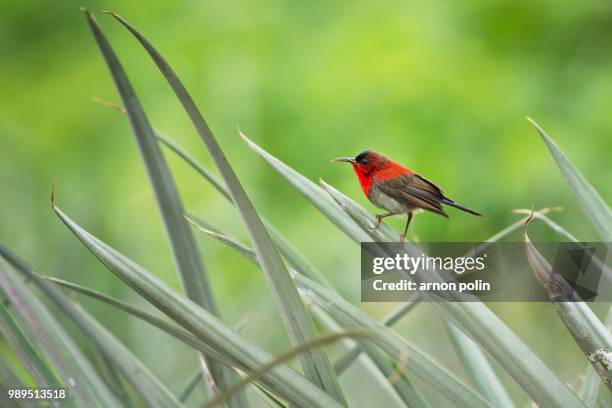 birds in thailand - arnoun stock pictures, royalty-free photos & images