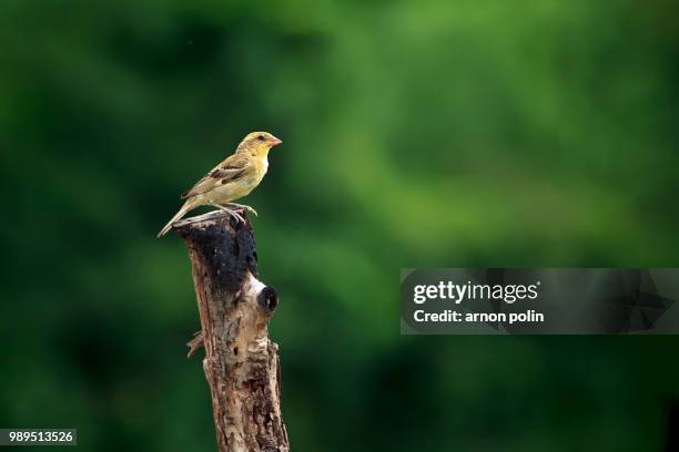 birds in thailand - arnoun stock pictures, royalty-free photos & images