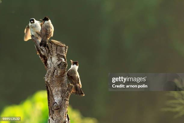 birds in thailand - arnoun stock pictures, royalty-free photos & images