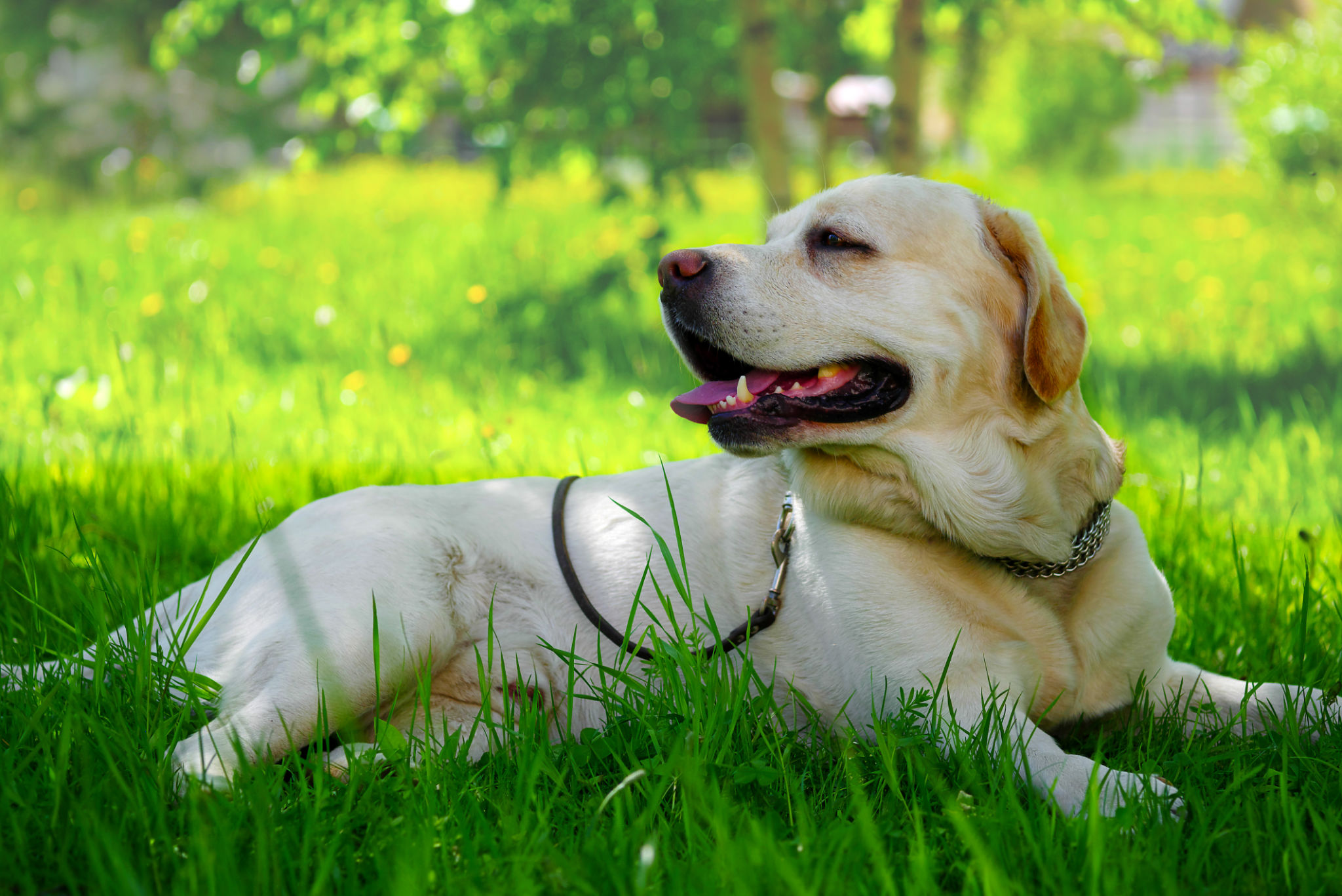dog shade
