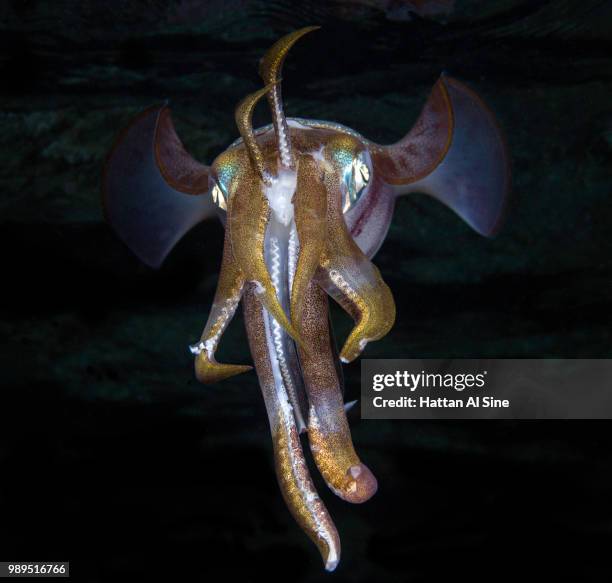 common reefsquid - bigfin reef squid stock pictures, royalty-free photos & images