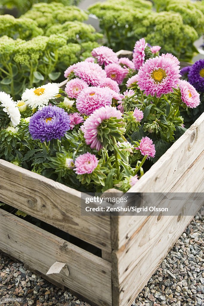 Chrysanthemums growing in planter