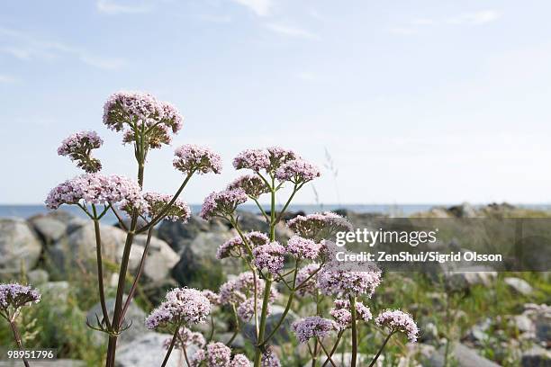 valerian (valeriana officinalis) - valeriana officinalis stock pictures, royalty-free photos & images