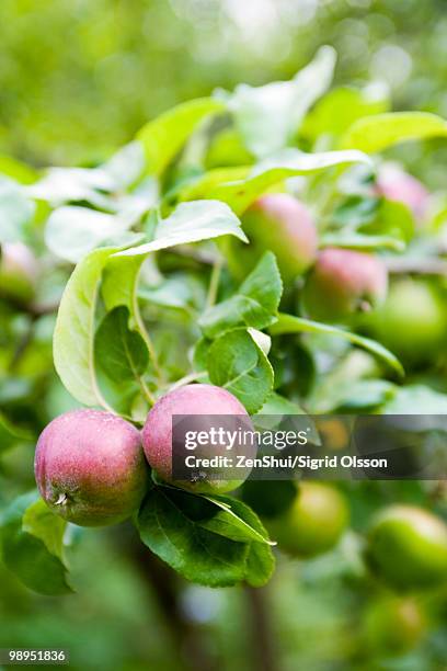 apples ripening on branch - unripe stock pictures, royalty-free photos & images