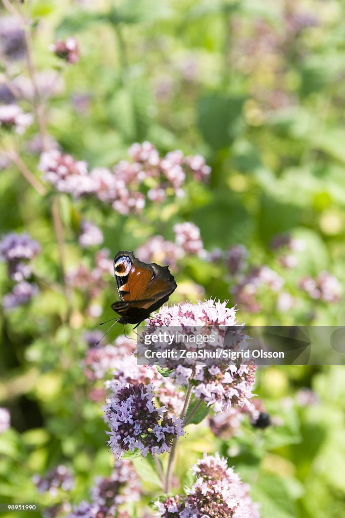 Peacock butterfly (Inachis io) alighting on valerian flower (Valeriana officinalis)