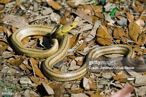 yellow rat snake (elaphe obsoleta quadrivittata) - squamata stock pictures, royalty-free photos & images