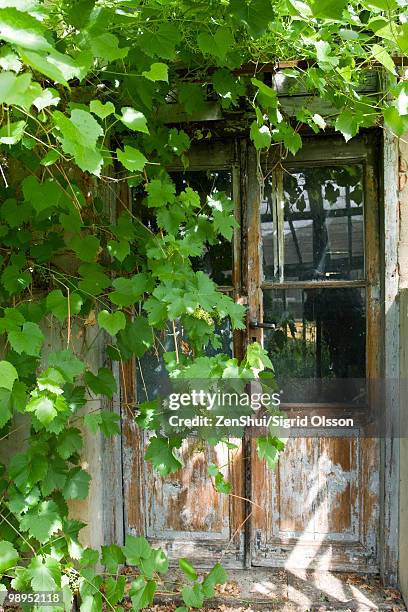 building overgrown with grapevines - overhangend stockfoto's en -beelden