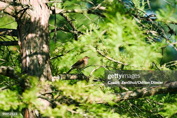 rufous hornero (furnarius rufus) perched on tree branch - rufous hornero stock pictures, royalty-free photos & images