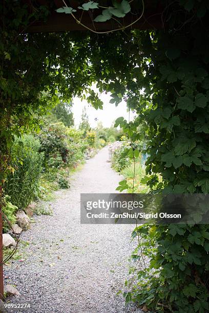 vine draped trellis spanning garden path - overhangend stockfoto's en -beelden
